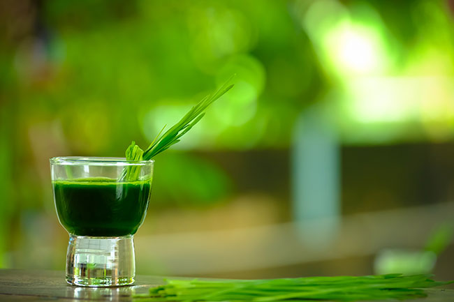 Wheatgrass juice to control high levels of uric acid