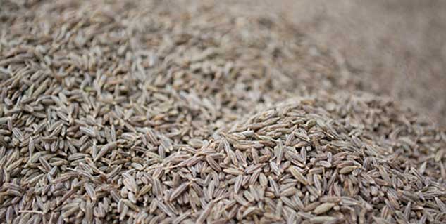 जीरा cumin