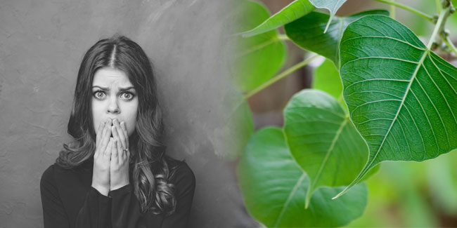 पीपल के पत्तों से पाएं मुंह की बदबू से छुटकारा, जानें कैसे?