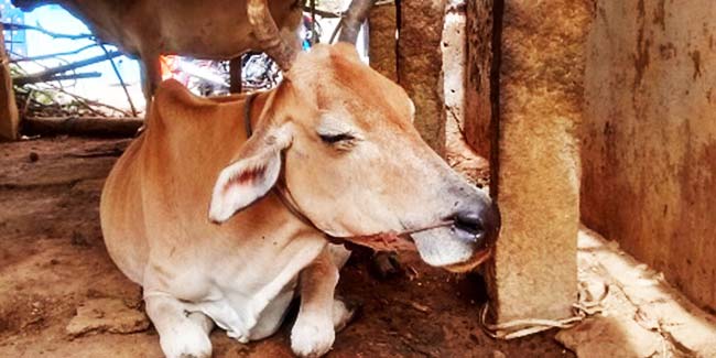 गाय में है इस खतरनाक बीमारी को दूर करने की क्षमता!
