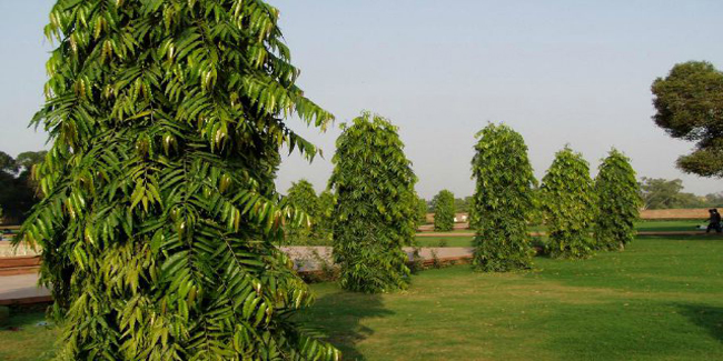 अशोक की छाल से दूर करें पीरियड का दर्द