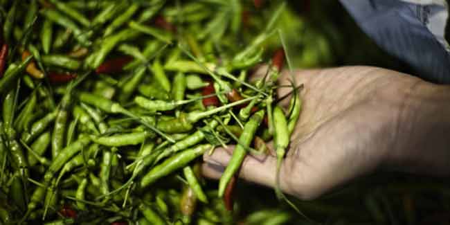 घुटनों के दर्द से छुटकारा दिलाएगी मिर्च से बनी दवा : शोध