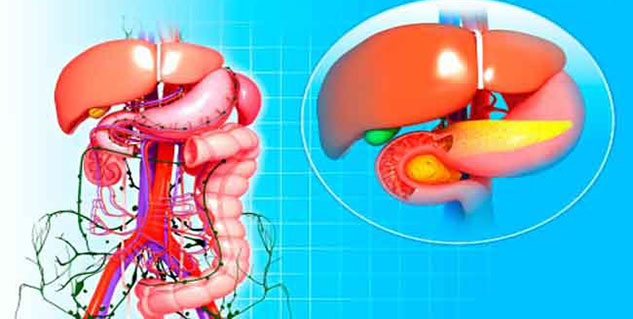 liver in hindi