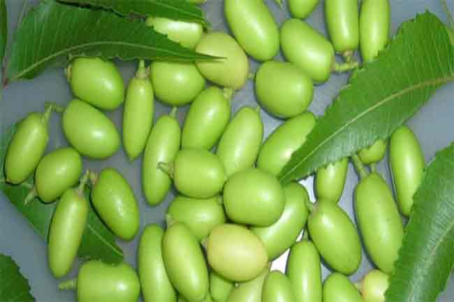 नीम, तुलसी