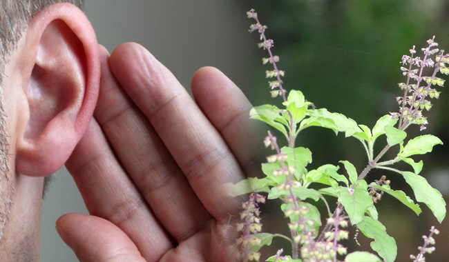बहरेपन को जड़ से खत्म करती है तुलसी, जानें कैसे?