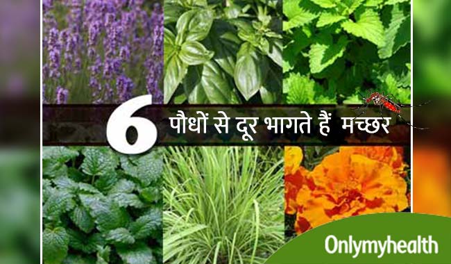 घर में लगाएं ये 6 पौधे, भाग जाएंगे मच्छर, खटमल और कीड़े