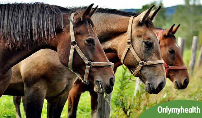 Glanders Outbreak in Horses Can Be Harmful to Humans Too