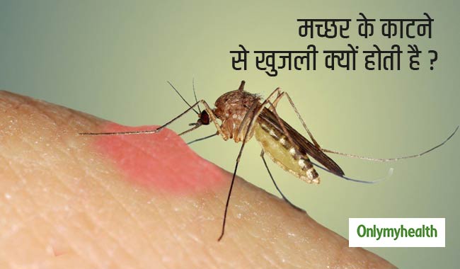 मच्छर के काटने से खुजली क्यों होती है? जानें वैज्ञानिक कारण