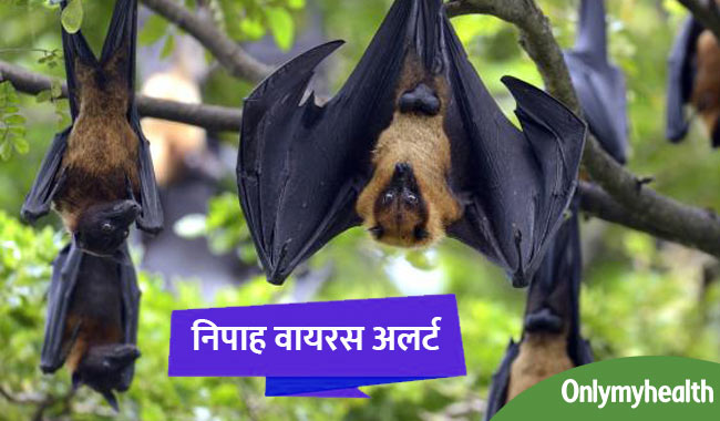निपाह वायरस से निपटने के लिए मलेशिया से आई दवा, ऐसे किया जाएगा इलाज