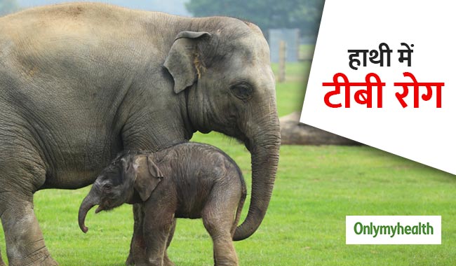 राजस्थान में हाथियों से फैल रहा है टीबी रोग, लोगों को ऐसे प्रभावित कर सकता है संक्रमण