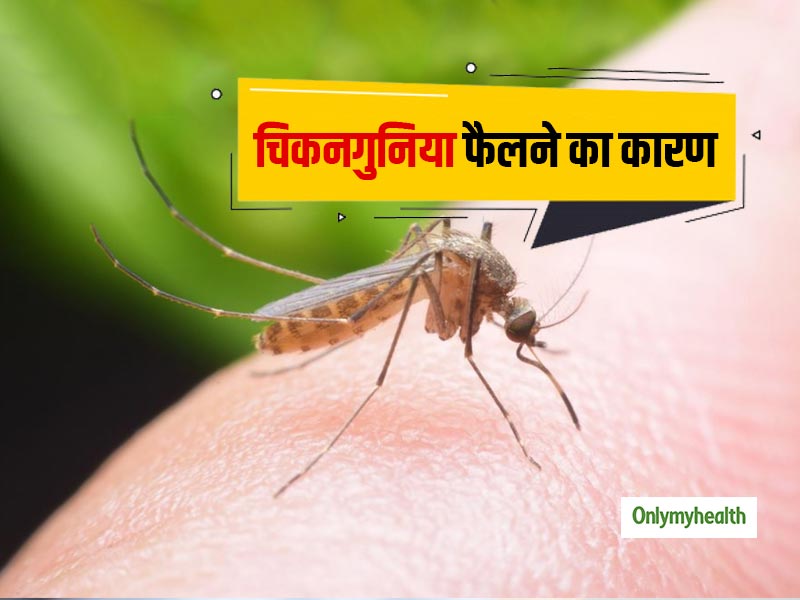 Chikungunya: जानें क्यों फैलता है चिकनगुनिया रोग? कैसे करें मच्छरों से फैलने वाले रोगों से बचाव