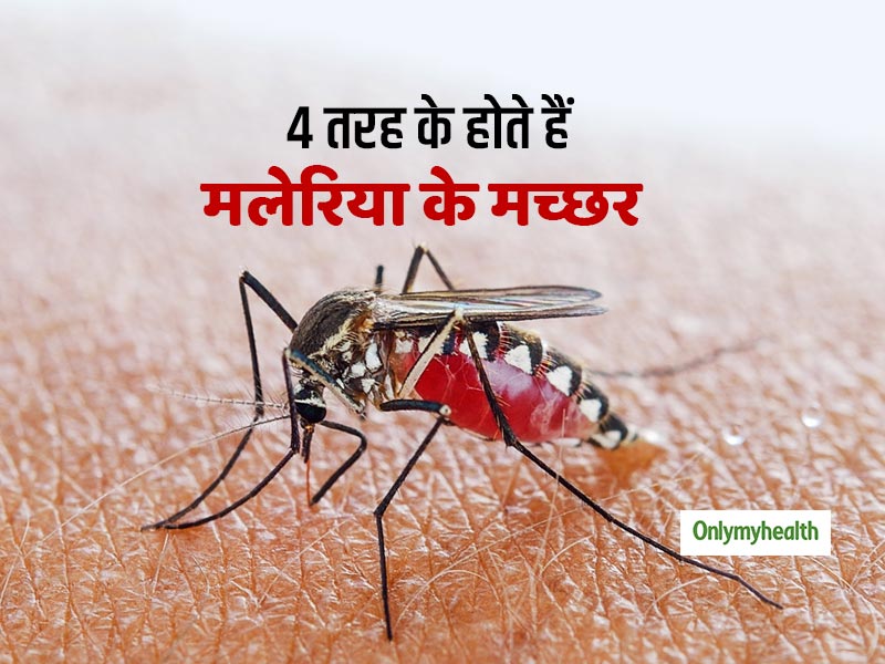 Malaria Mosquitoes: 4 तरह के होते हैं मलेरिया के मच्छर, जानें कौन सा मच्छर है जानलेवा