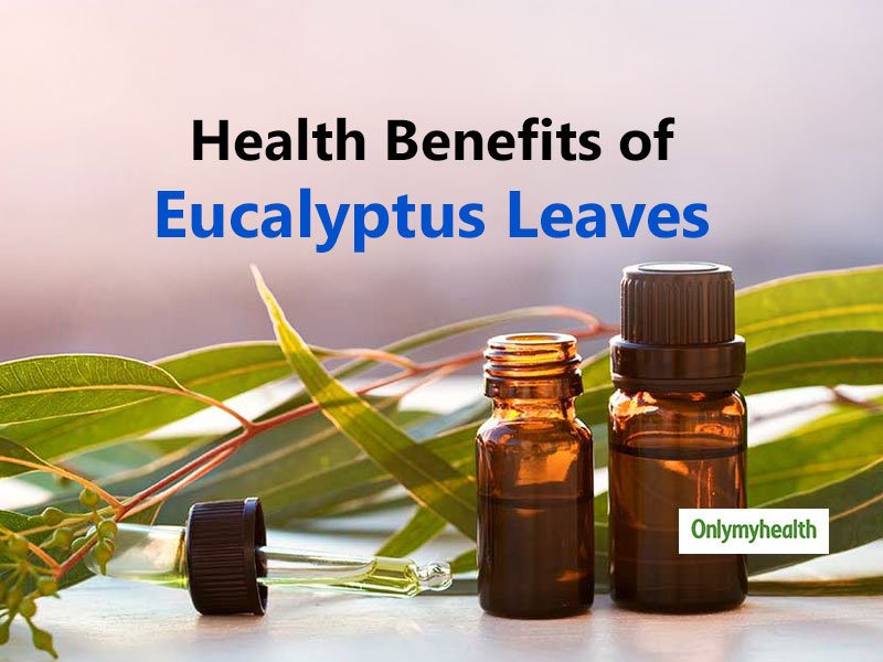 Eucalyptus Leaves Medicinal Uses Know It S Health Benefits OnlyMyHealth