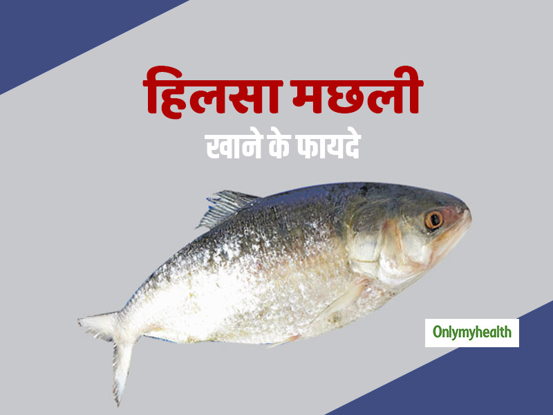 हिलसा मछली खाने से दूर होगा कैंसर, ब्लड प्रेशर और दिल की बीमारियों का खतरा, जानें फायदे