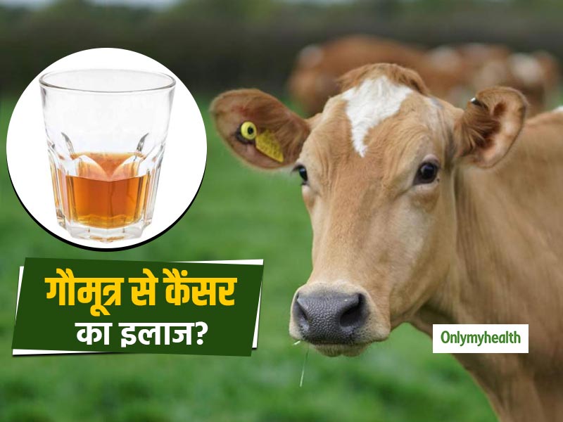 क्या सच है गौमूत्र से कैंसर का इलाज? जानें इससे जुड़े मिथ और तथ्य