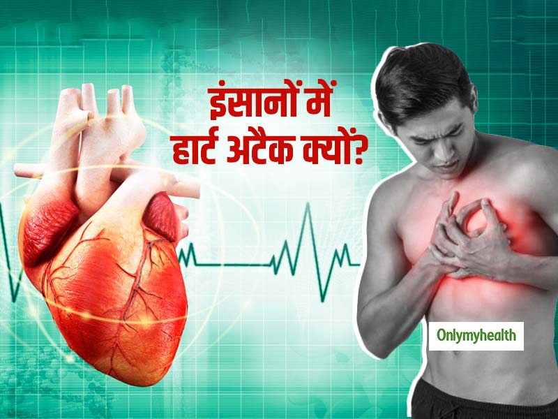 सिर्फ इंसानों को ही क्यों आता है हार्ट अटैक? जानें हृदय रोगों का मुख्य कारण और बचने के टिप्स
