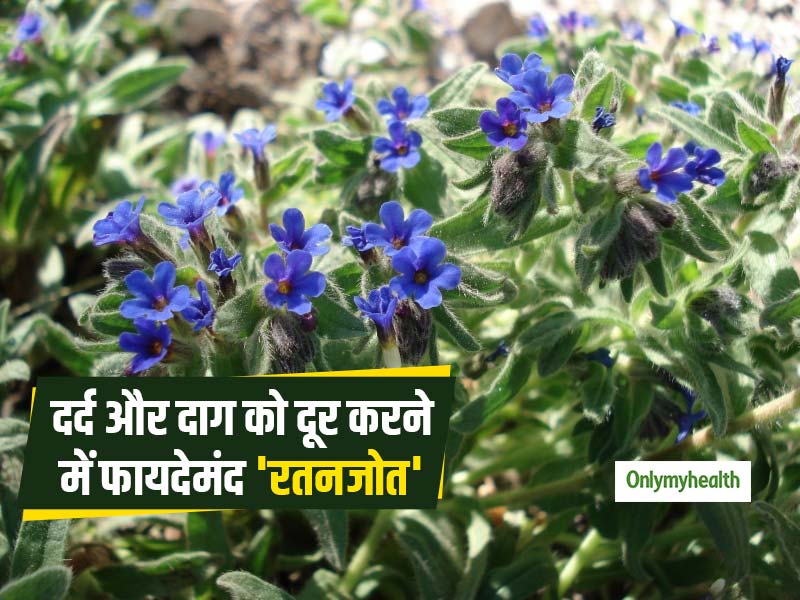 माइग्रेन के दर्द और ब्लड प्रेशर को नियंत्रित करने में फायदेमंद है रतनजोत, जानें प्रयोग का तरीका