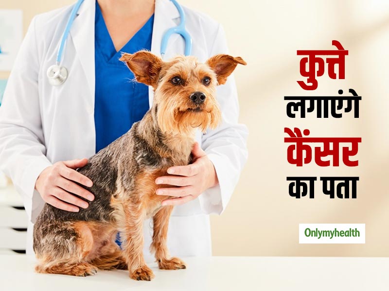 क्या सच में कुत्ते लगा सकते हैं कैंसर का पता, वो भी एडवांस टेक्नोलॉजी से भी सटीक? जानें
