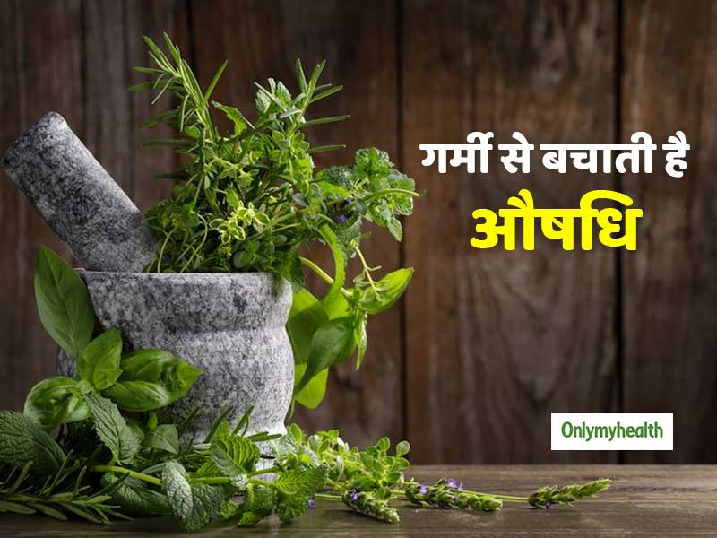 तपती गर्मी और लू से आपको बचाती है तुलसी और ये 4 आयुर्वेदिक औषधियां, जानें इनके फायदे