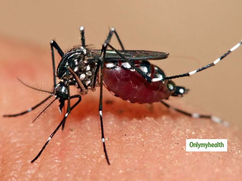 National Dengue Day 2019: डेंगू से बचाव है आसान बस करने होंगे ये चंद काम, जानें एक्सपर्ट की राय