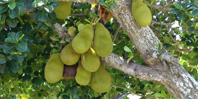 health benefits of jack fruit