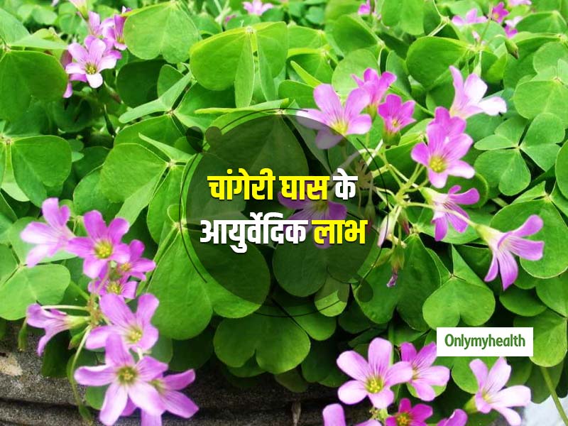 पेट दर्द, सिरदर्द और बवासीर में फायदेमंद होता है चांगेरी घास, जानें आयुर्वेद में बताए गए 5 स्वास्थ्य लाभ