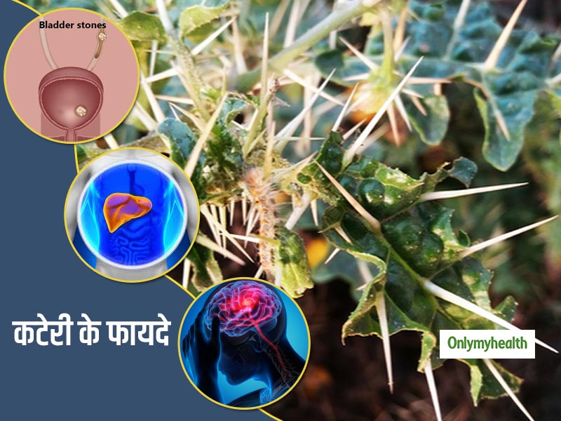 पथरी, लिवर का बढ़ना और माइग्रेन जैसे 20 रोगों का नाश करती है 'कटेरी', जानिए उपचार विधि