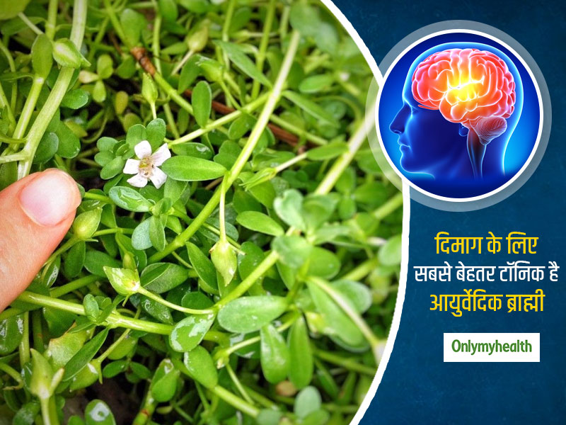 दिमाग तेज करने, याददाश्त बढ़ाने और लर्निंग स्किल्स सुधारने के लिए ब्राह्मी से बेहतर कुछ नहीं, जानें प्रयोग
