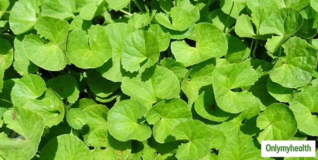 brahmi a brain tonic for memory