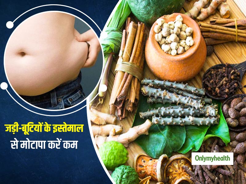 मोटापा कम करने में मदद करती हैं ये 4 आयुर्वेदिक जड़ी-बूटियां, एक्सपर्ट से जानें कैसे करें इनका इस्तेमाल