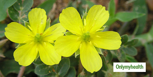 TribulusTerrestris or gokshura or gokhru