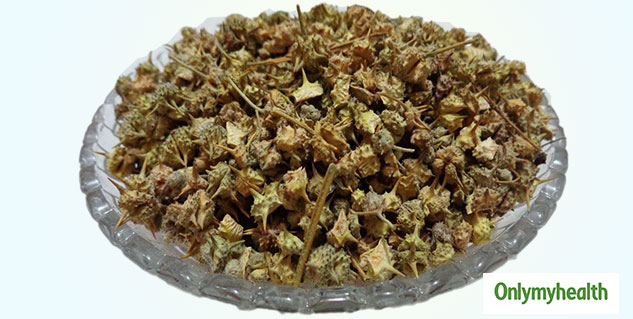 Tribulus Terrestris or gokshura Benefits