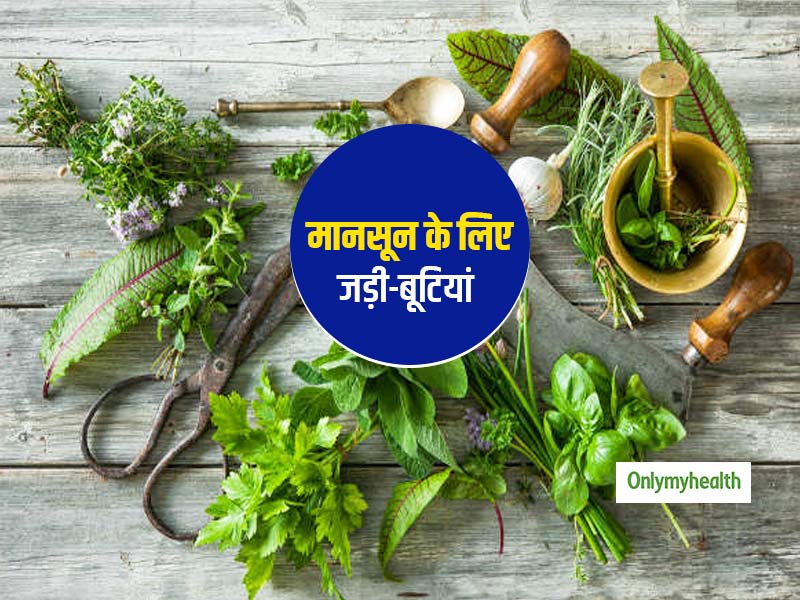 Monsoon Herbs: 10-15 रुपये में मिलनी वाली ये हर्ब इस मानसून रखेंगी आपकी इम्यूनिटी को दुरुस्त, जानें इनके गुण