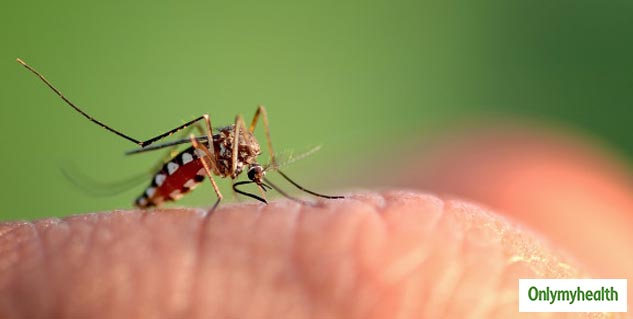 insidemosquitoesbite