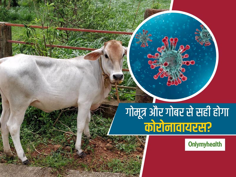 'गोमूत्र, गाय के गोबर से सही हो सकता है कोरोनावायरस'- BJP विधायक दावा कितना सही, कितना गलत? एक्सपर्ट से जानें