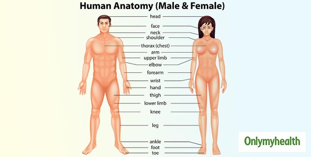 inside_menandwomenbody