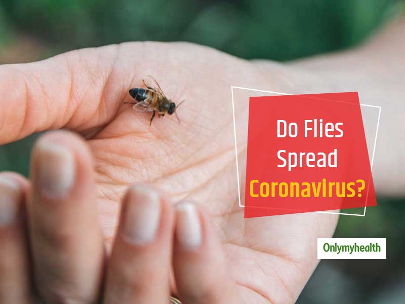 Ministry Of Health Clears The Air Whether Coronavirus Is Spread Through Flies or Not
