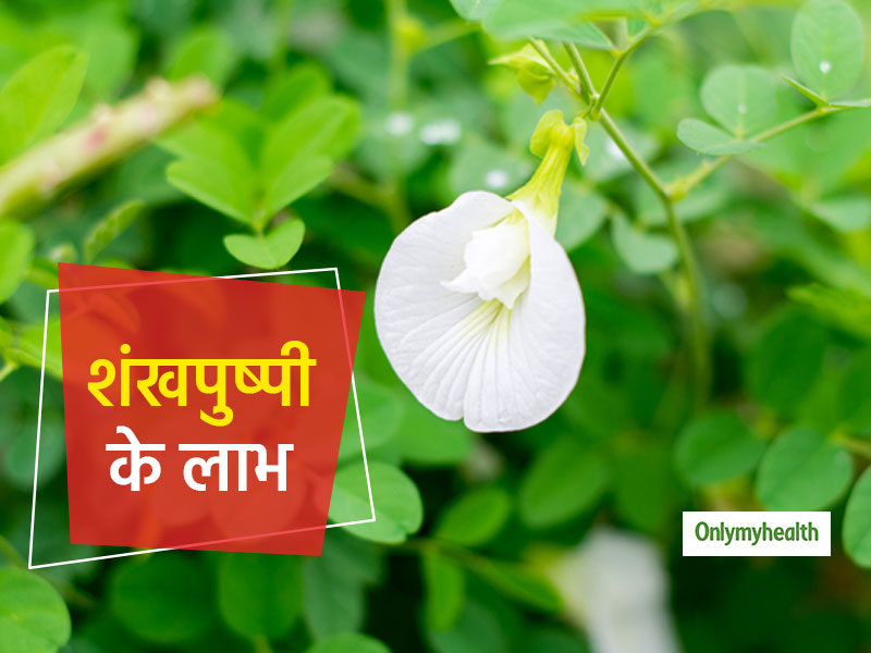 डायबिटीज ही नहीं बालों के लिए भी रामबाण है शंखपुष्पी, जानिए इसके 8 बेमिसाल फायदे