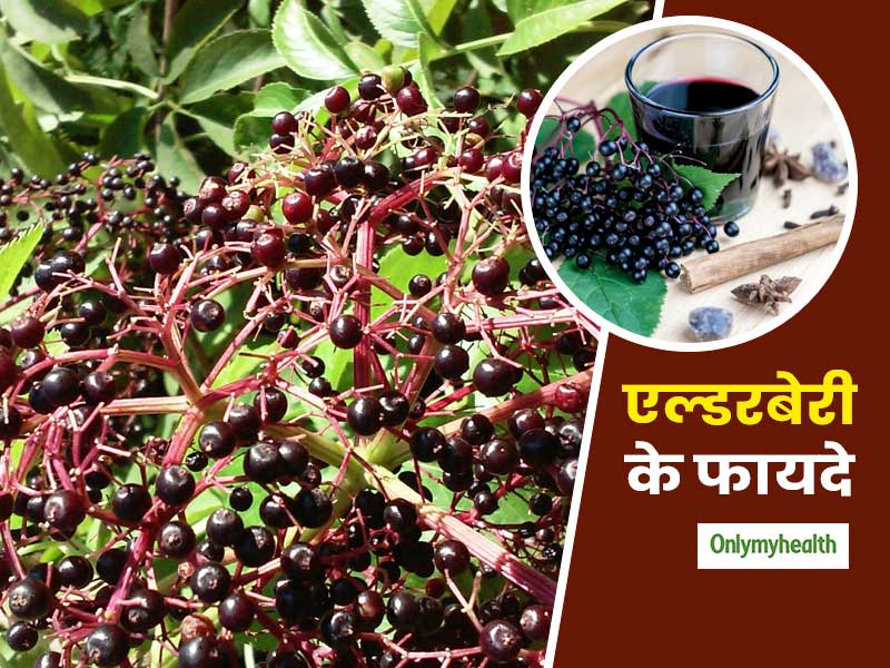 Elderberry Benefits: जुखाम और फ्लू से लेकर हार्ट हेल्थ के लिए फायदेमंद है एल्डरबेरी, जानें इसके अन्य फायदे