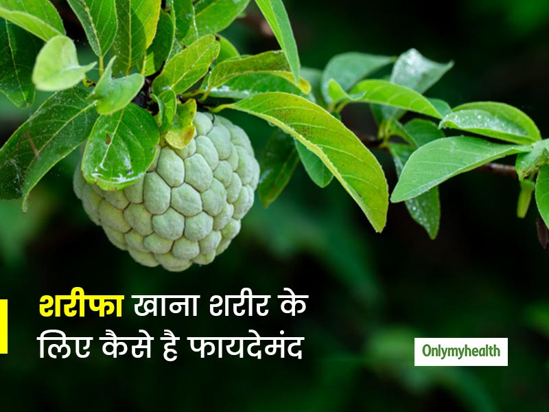 कस्टर्ड एप्पल या शरीफा खाने से आपको मिलते हैं ये 5 फायदे, प्रदूषण के दुष्प्रभाव से बचाने में भी है मददगार