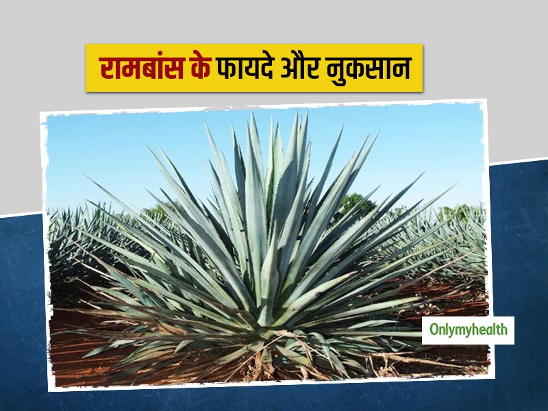 कब्ज और अपच की समस्या दूर करे रामबांस, एक्सपर्ट से जानिए इसके फायदे और नुकसान