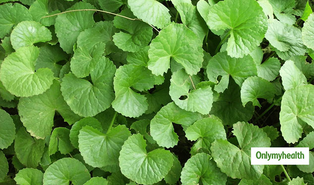 insidebrahmiorgotukola