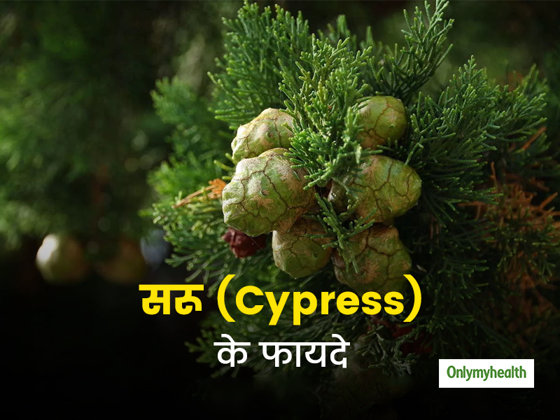 इंफ्लेमेशन को कम करने से लेकर त्वचा और बालों के लिए भी फायदेमंद है सरू (Cypress), जानें इसका उपयोग