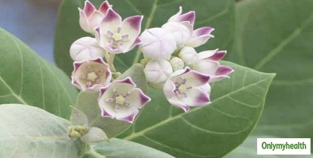 Health Benefits Of Madar