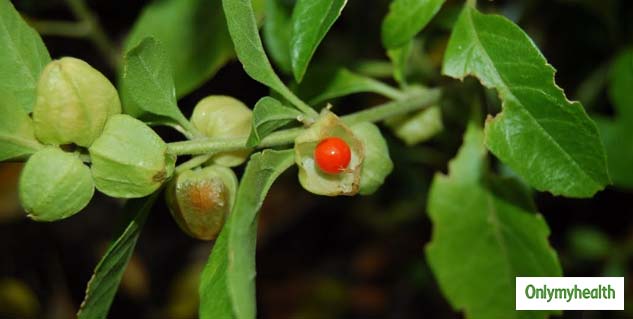ashwagandha plant