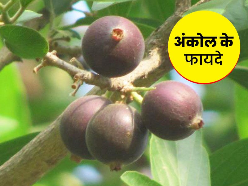 अंकोल के फल और पत्ते हैं शरीर की कई समस्याओं में फायदेमंद, जानें इसके प्रयोग और स्वास्थ्य लाभ
