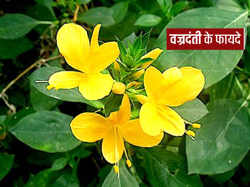 आयुर्वेद के अनुसार वज्रदंती में होते हैं कई बेहतरीन औषधीय गुण, जानें इसके फायदे और प्रयोग का तरीका