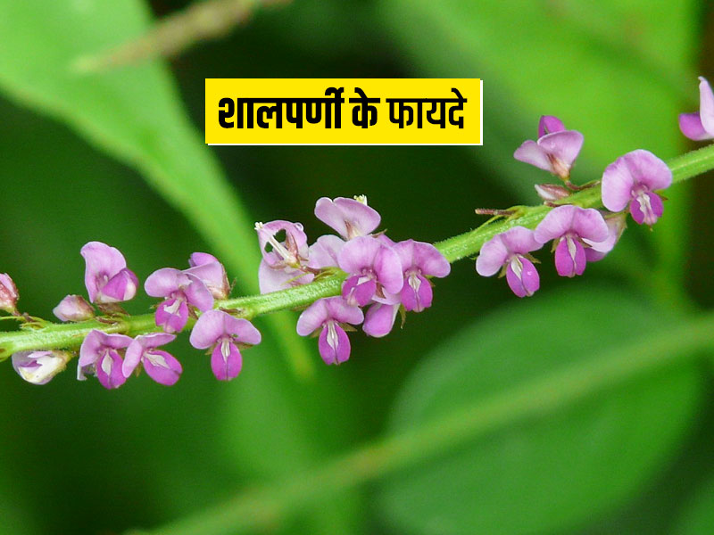 आयुर्वेद के अनुसार कई रोगों में फायदेमंद है शालपर्णी पौधा, जानें इसके 7 फायदे