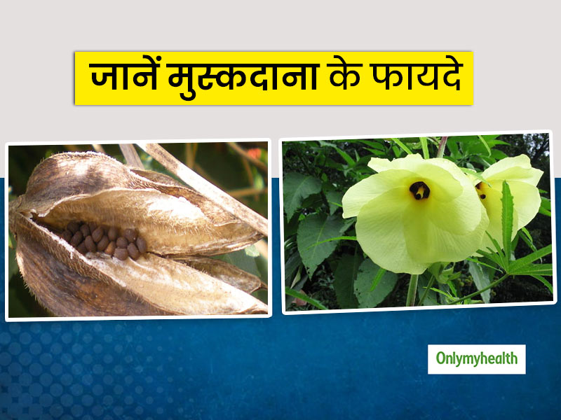 मुस्कदाना (कस्तूरी भिंडी) से सेहत को मिलने वाले 7 फायदे और प्रयोग करने का तरीका