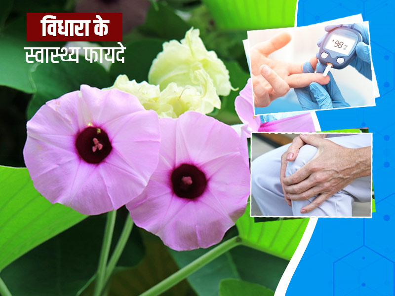 आयुर्वेद के अनुसार विधारा का पौधा कई रोगों में है फायदेमंद, जानें इसके 6 स्वास्थ्य फायदे